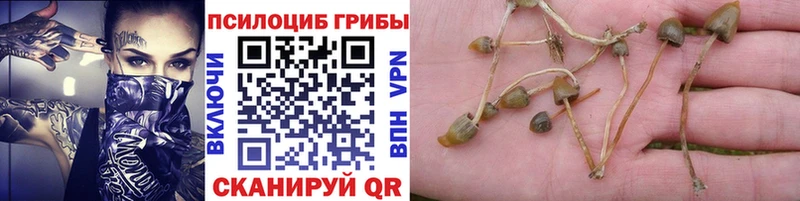 Псилоцибиновые грибы MAGIC MUSHROOMS закладки Пойковский